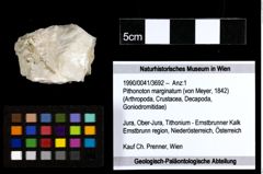 Foto (Objekt + Etiketten) von Pithonoton marginatum (von Meyer, 1842) 